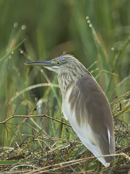 Rääkkähaikara, Squacco Heron, Ardeola ralloides